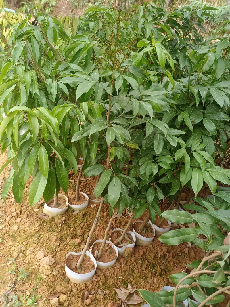 三月红荔枝苗，嫁接苗，早熟荔枝品种