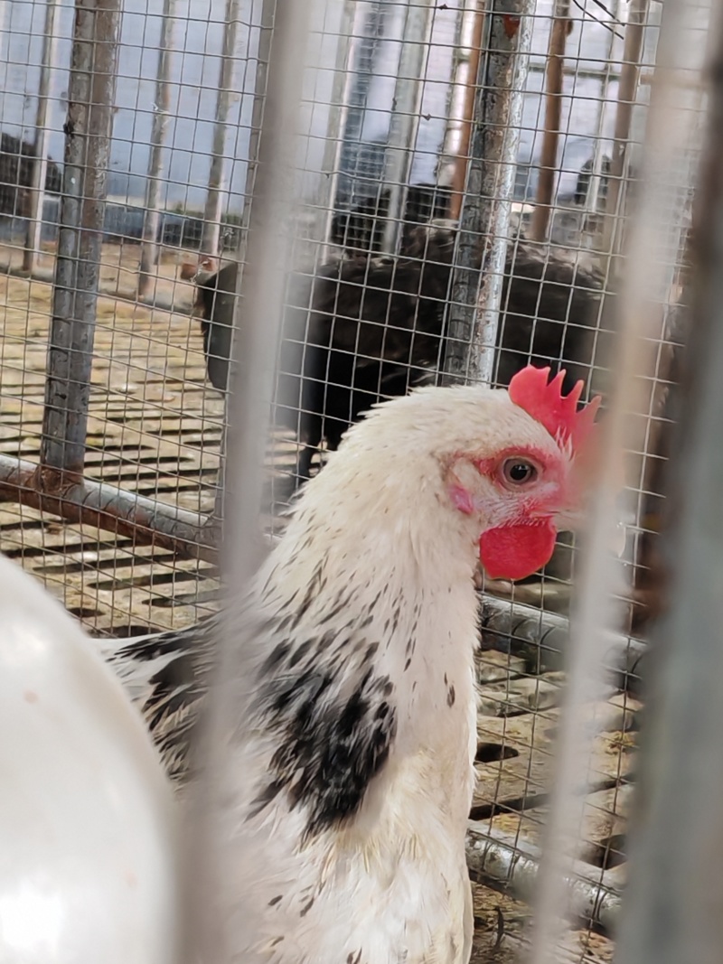 鸡苗芦花鸡红玉鸡鸡仔包打疫苗下蛋多顺丰顺丰