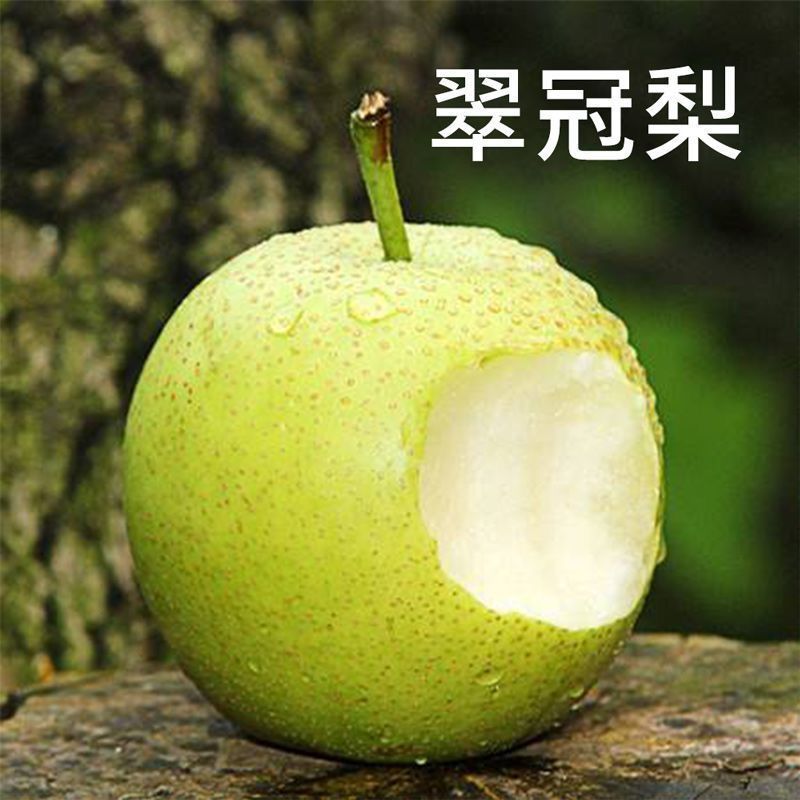 特早熟梨苗基地，早秋月梨苗，翠冠，超玉，盆栽园黄免费技