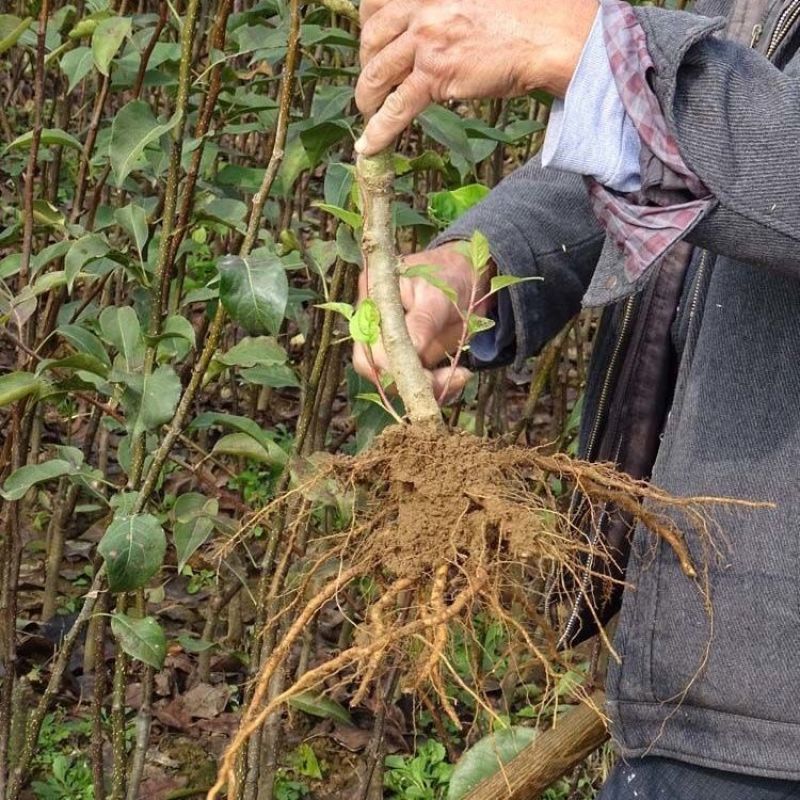 特早熟梨苗基地，早秋月梨苗，翠冠，超玉，盆栽园黄免费技