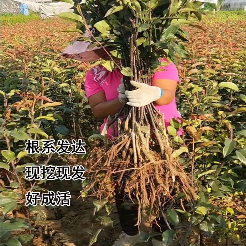 特早熟梨苗基地，早秋月梨苗，翠冠，超玉，盆栽园黄免费技