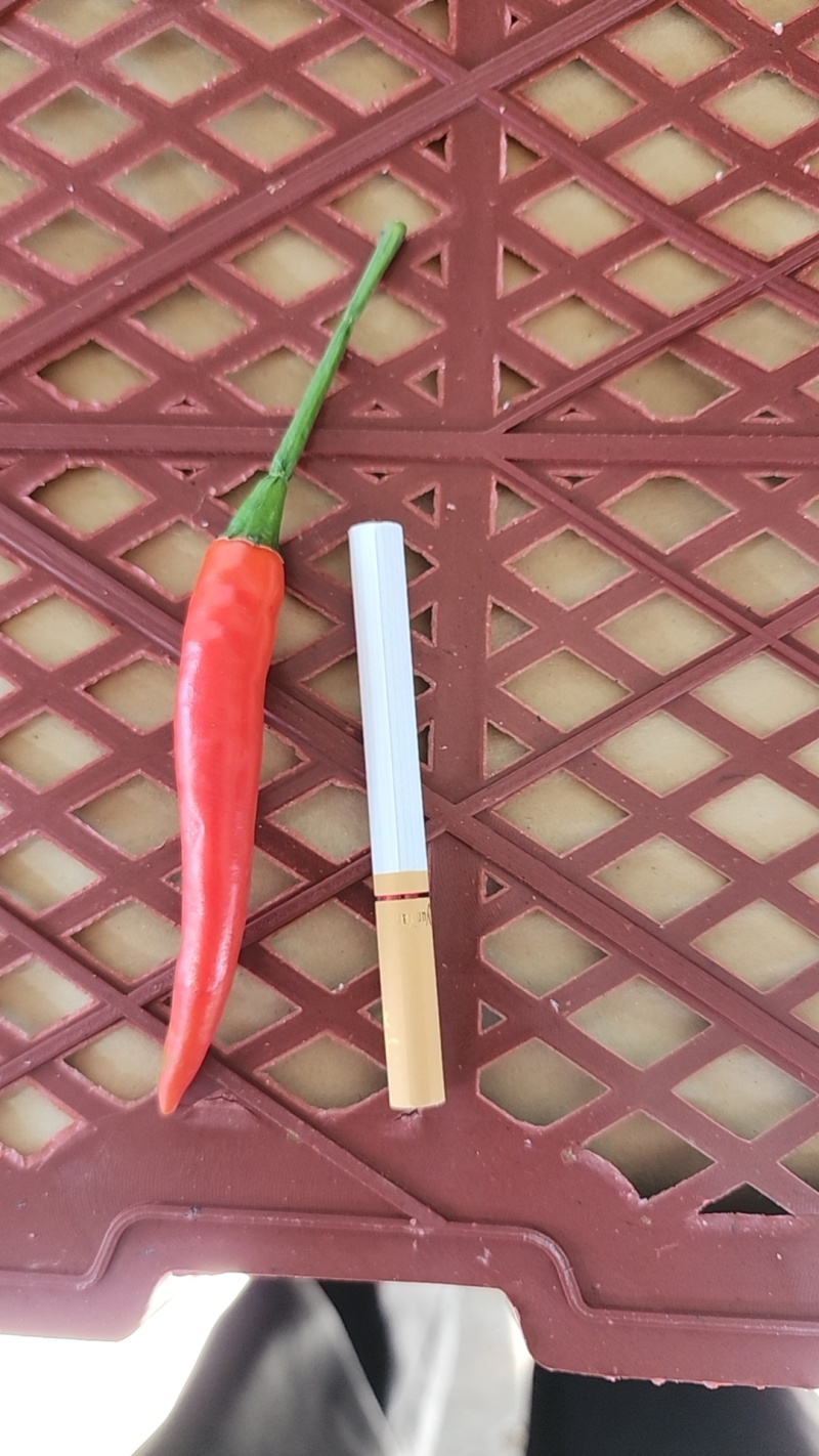 云南【小米椒】，小米椒，朝天椒，美人椒产地直发，大量有货