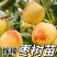 优质嫁接果苗沾化冬枣苗潘枣红枣苗当年结果高产量