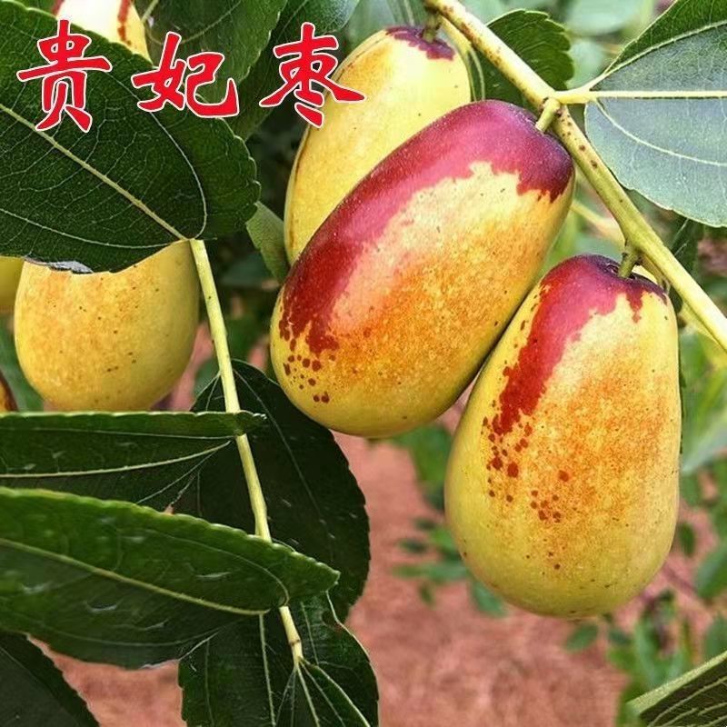 优质嫁接果苗沾化冬枣苗潘枣红枣苗当年结果高产量
