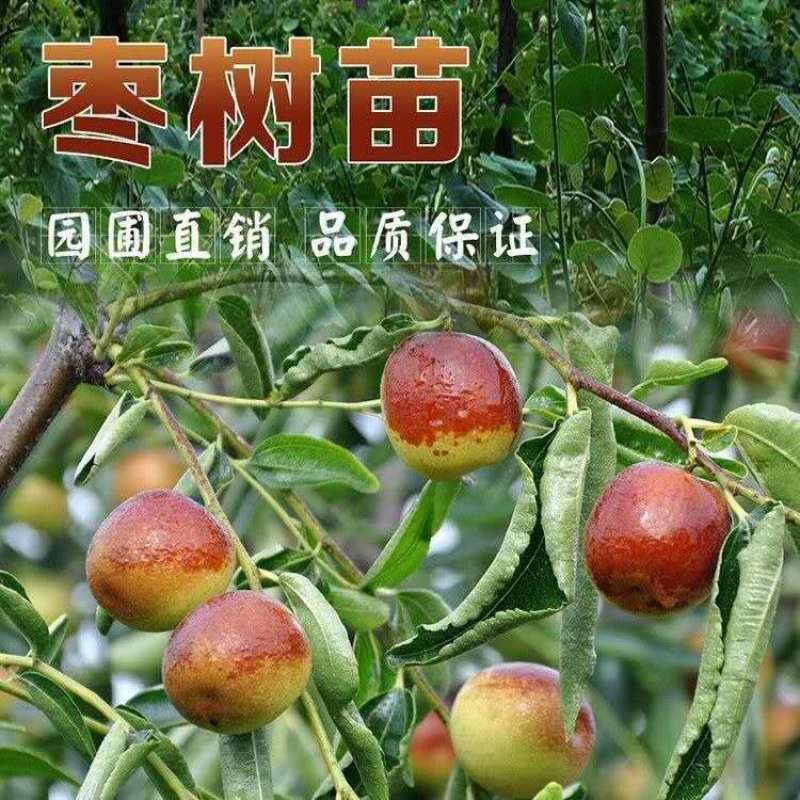 优质嫁接果苗沾化冬枣苗潘枣红枣苗当年结果高产量