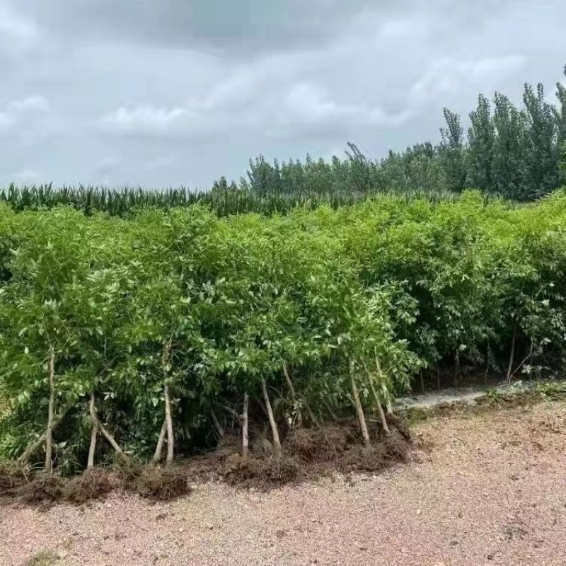 优质嫁接果苗沾化冬枣苗潘枣红枣苗当年结果高产量