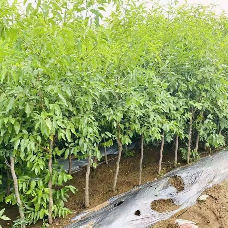 优质嫁接果苗沾化冬枣苗潘枣红枣苗当年结果高产量