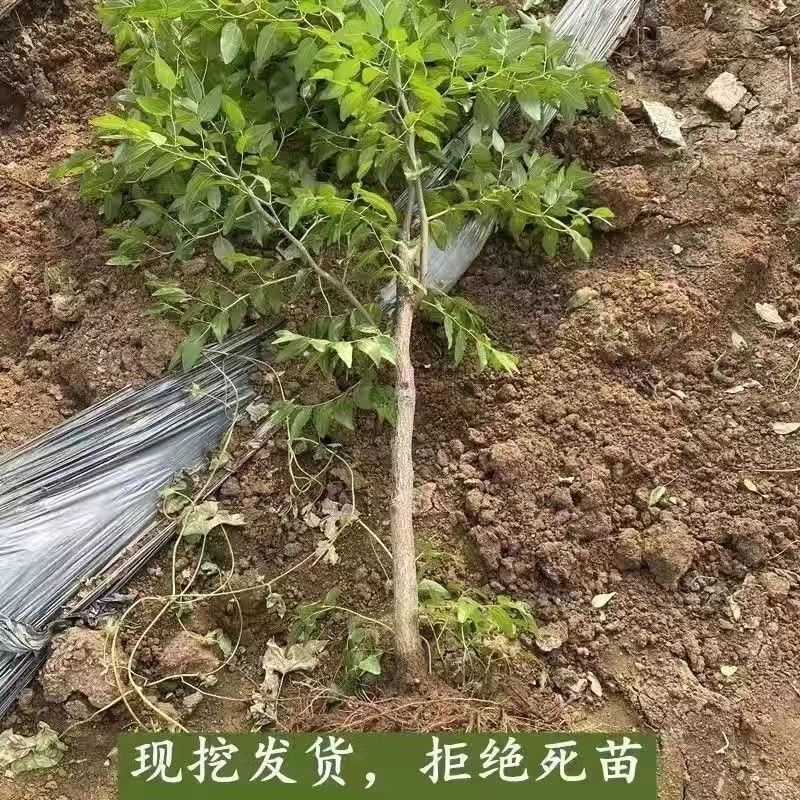 优质嫁接果苗沾化冬枣苗潘枣红枣苗当年结果高产量