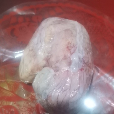 鸡宝湿货500克