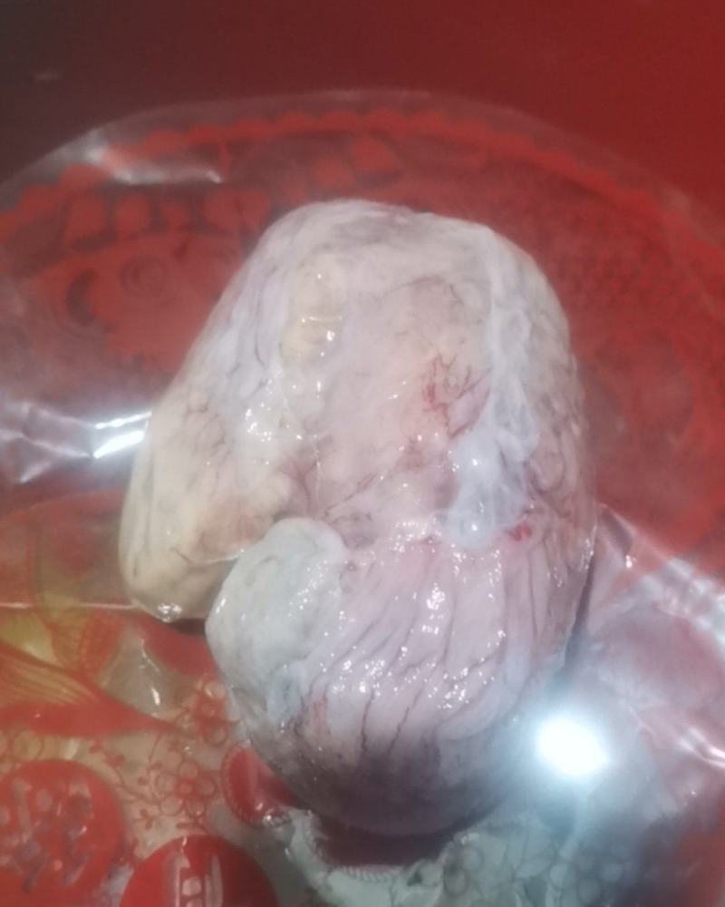 鸡宝湿货500克