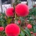 【推荐】春雪水蜜桃，质量保证产地直销承接商超批发全国