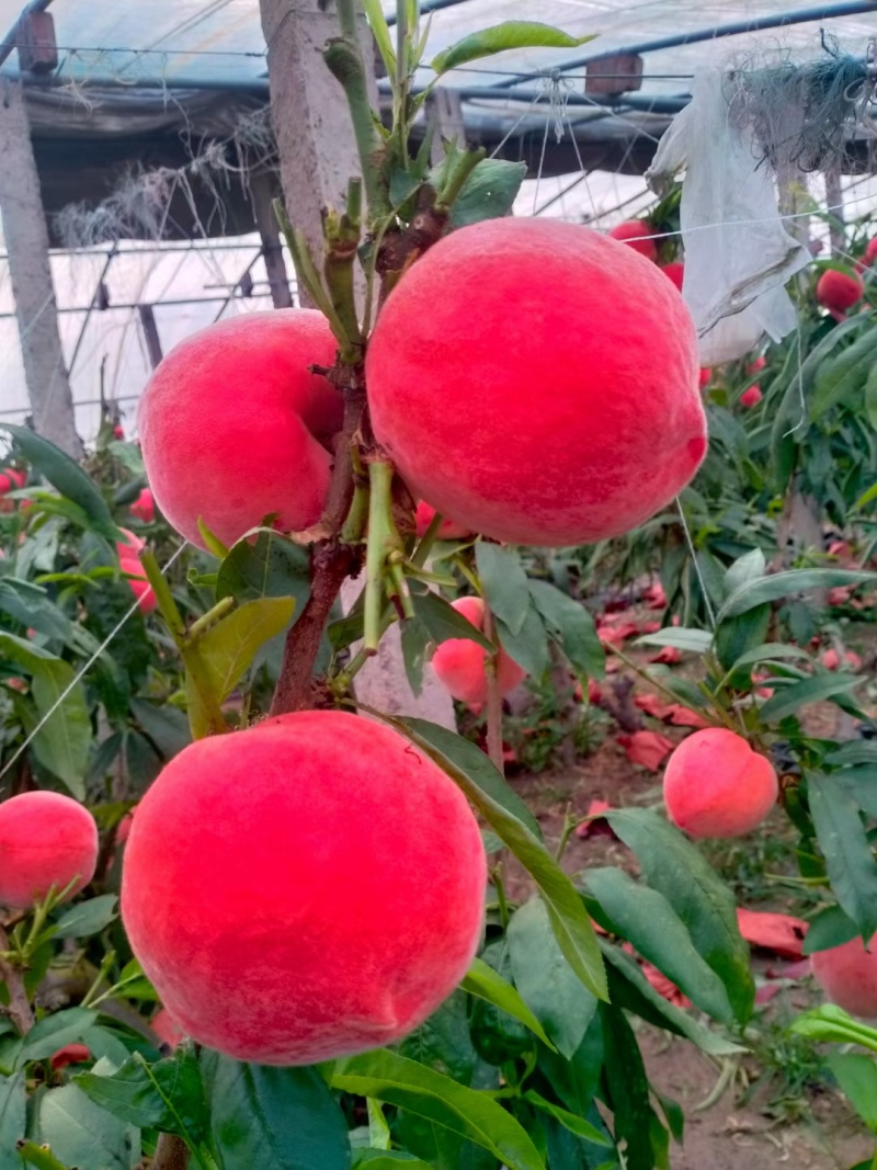 【推荐】春雪水蜜桃，质量保证产地直销承接商超批发全国