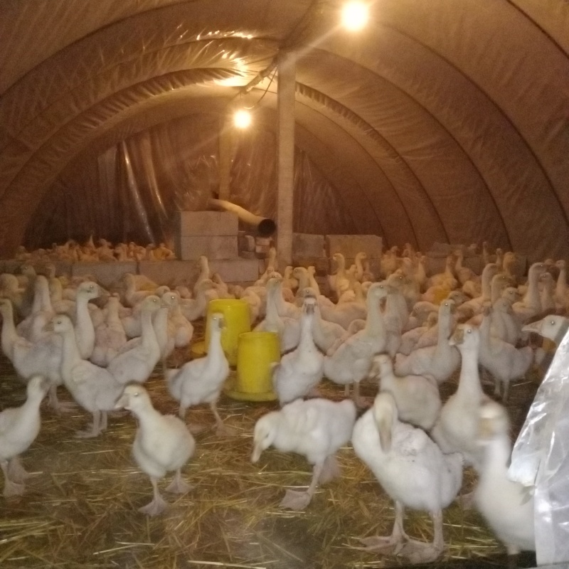 鹅苗供应三花鹅苗泰州鹅苗四季鹅苗包技术包回收