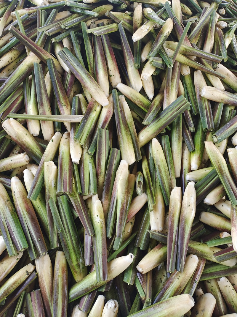 茭白种苗茭白7号3号8单季茭双季茭鱼虾蟹套养茭