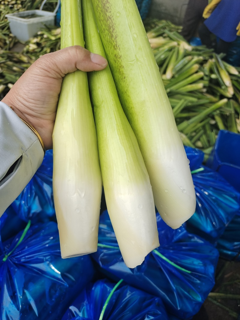 茭白种苗茭白7号3号8单季茭双季茭鱼虾蟹套养茭