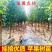 鲁丽苹果树苗烟富红富士冰糖心苹果苗嫁接短枝矮化