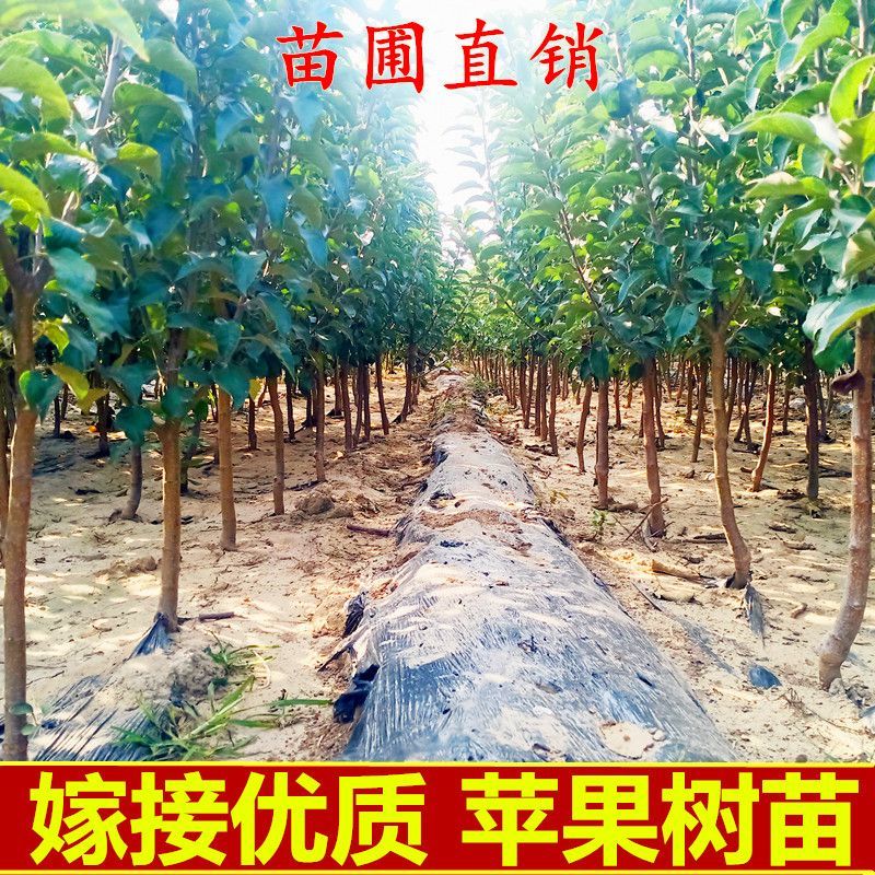 鲁丽苹果树苗烟富红富士冰糖心苹果苗嫁接短枝矮化