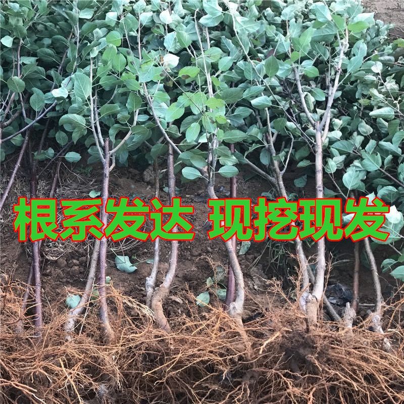 鲁丽苹果树苗烟富红富士冰糖心苹果苗嫁接短枝矮化