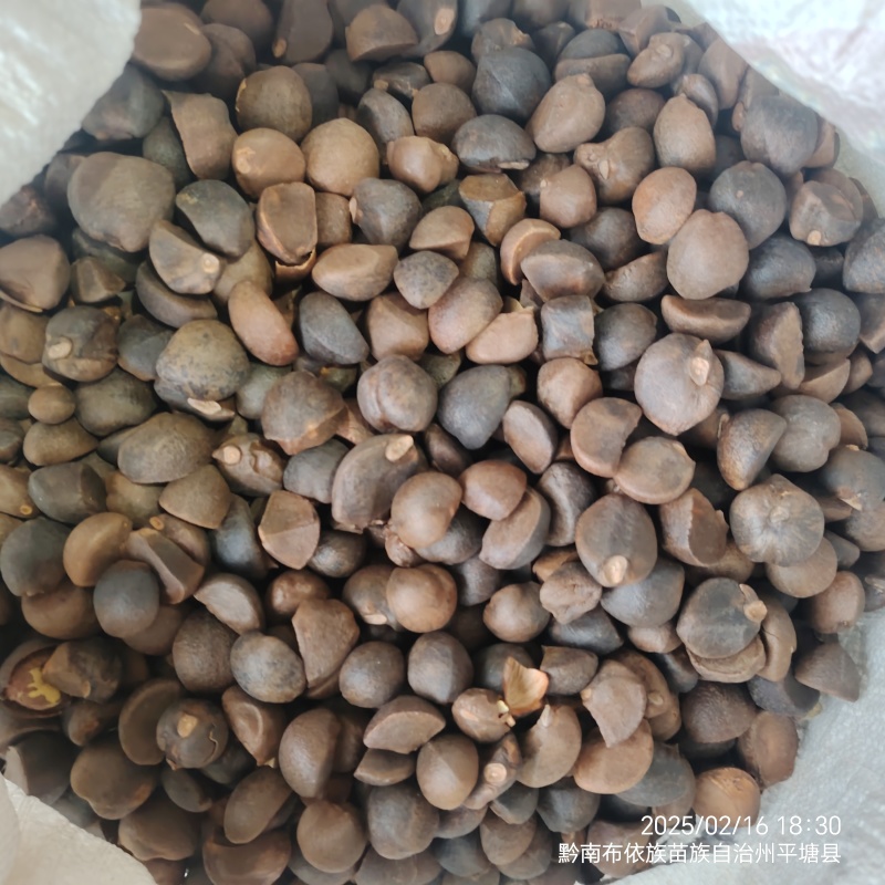 25年新油茶霜降籽无杂质出油率高原产地发货质量保障