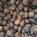 25年新油茶霜降籽无杂质出油率高原产地发货质量保障