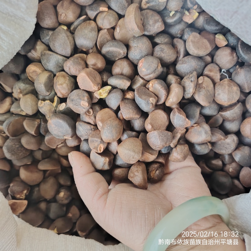 25年新油茶霜降籽无杂质出油率高原产地发货质量保障