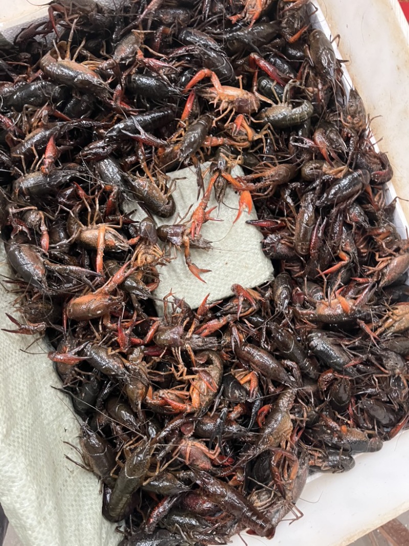小龙虾