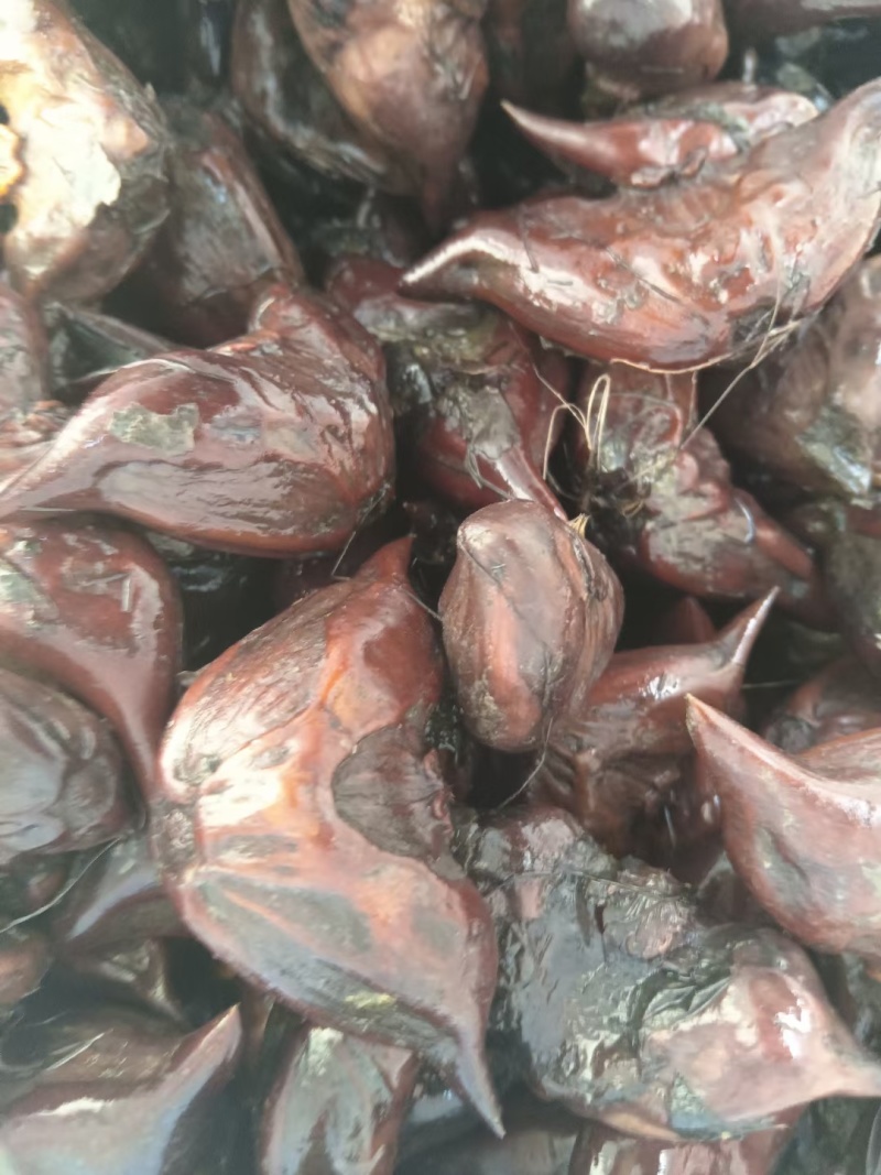 有牛角青菱和红菱种子销售，数量有限要的速度，需要联系我。
