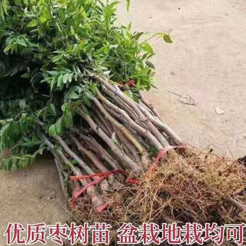 优质嫁接果苗沾化冬枣苗潘枣红枣苗当年结果高产量