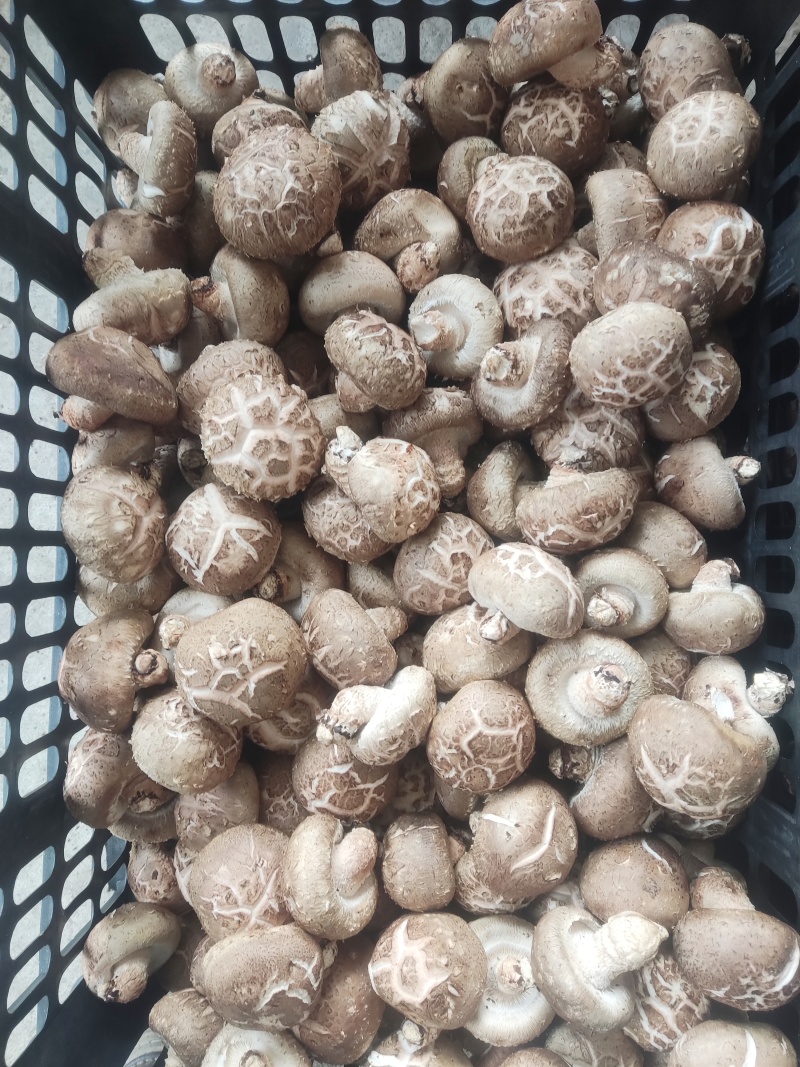 鲜香菇