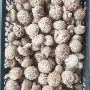 鲜香菇