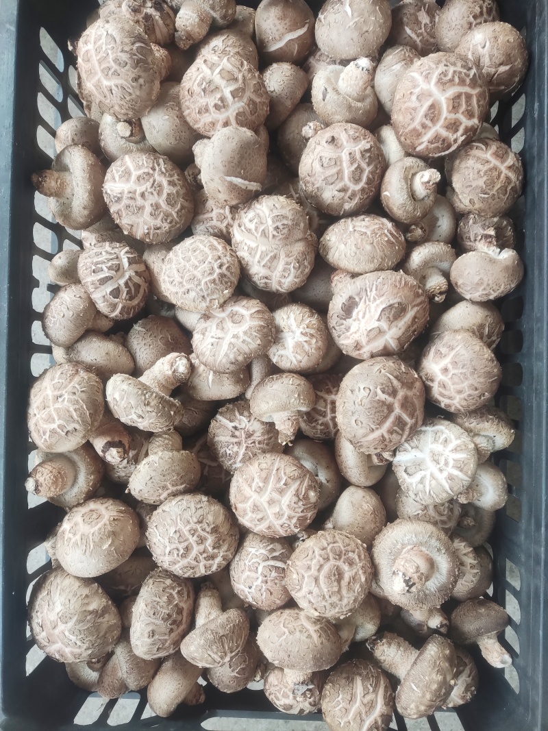 鲜香菇