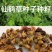 仙鹤草新种子新种籽龙牙草狼牙草肾草发芽率高批发零售
