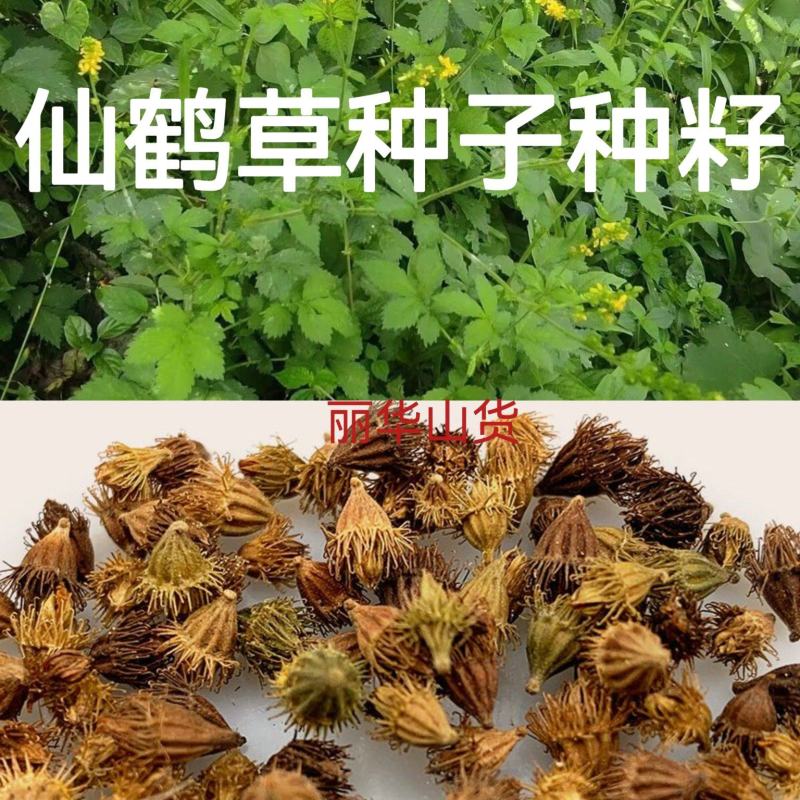 仙鹤草新种子新种籽龙牙草狼牙草肾草发芽率高批发零售