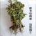 仙鹤草新种子新种籽龙牙草狼牙草肾草发芽率高批发零售