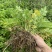 仙鹤草新种子新种籽龙牙草狼牙草肾草发芽率高批发零售