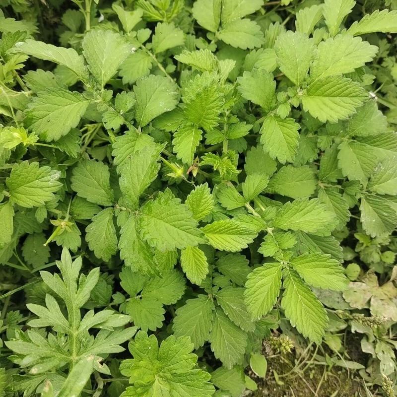 仙鹤草新种子新种籽龙牙草狼牙草肾草发芽率高批发零售