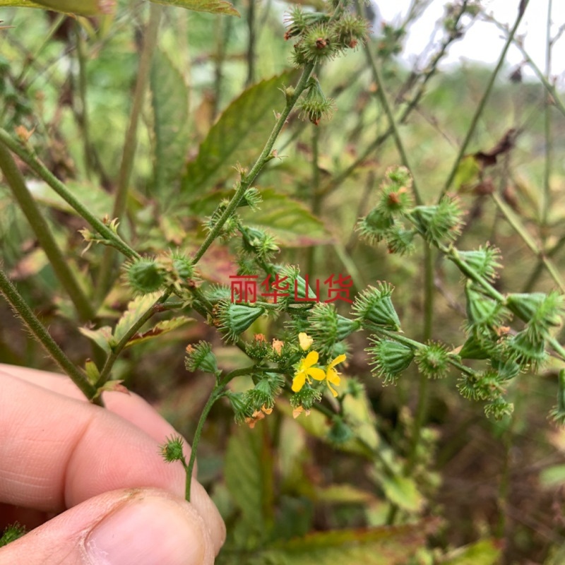 仙鹤草新种子新种籽龙牙草狼牙草肾草发芽率高批发零售