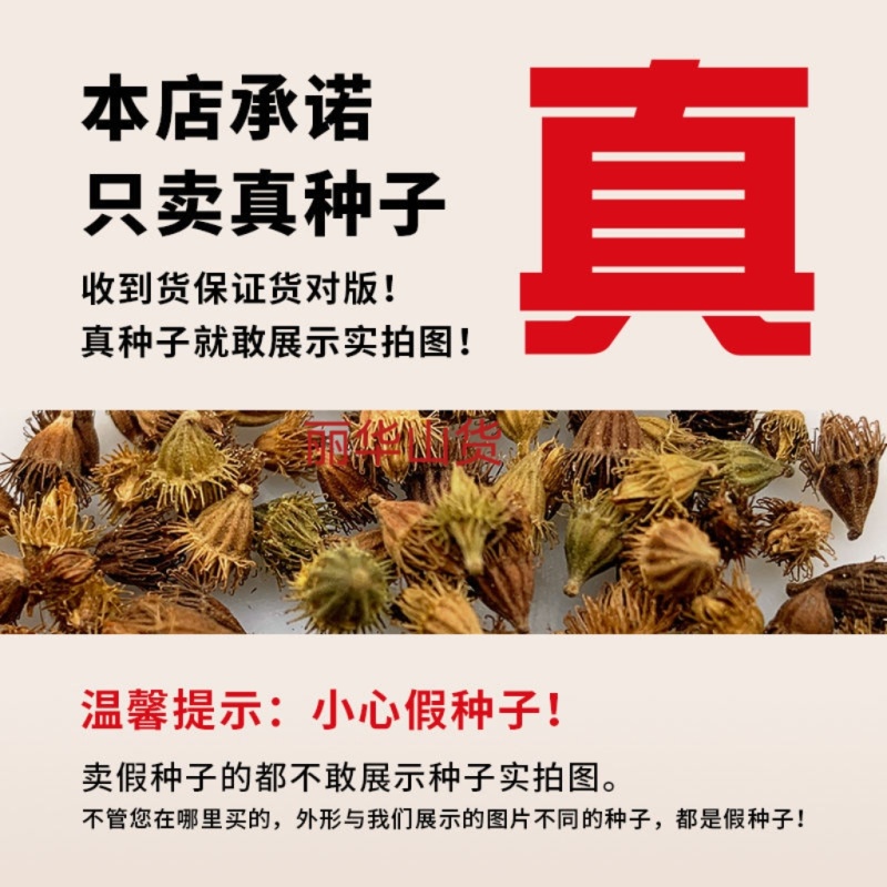 仙鹤草新种子新种籽龙牙草狼牙草肾草发芽率高批发零售