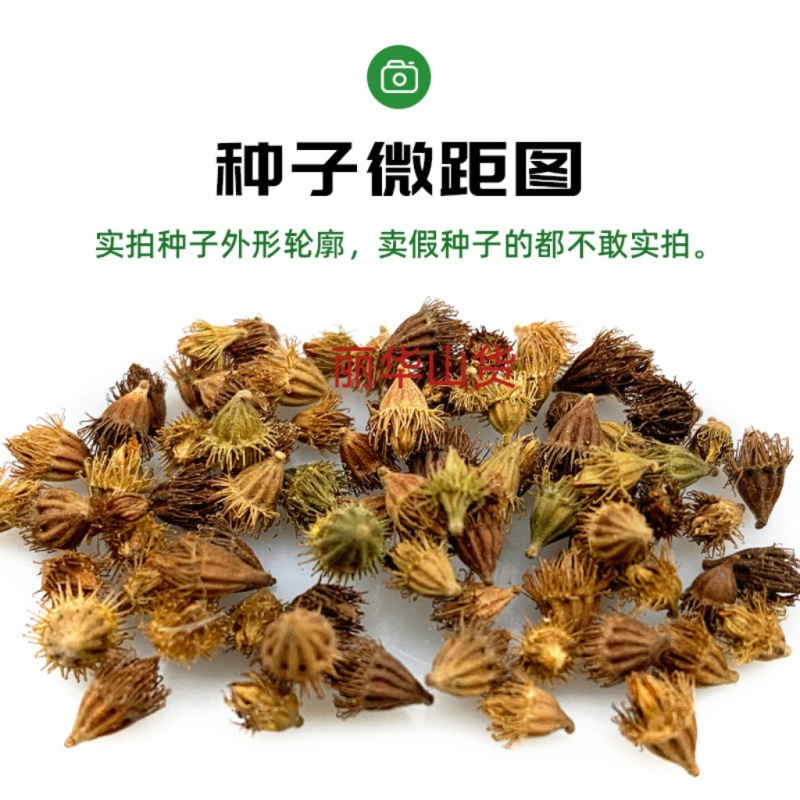 仙鹤草新种子新种籽龙牙草狼牙草肾草发芽率高批发零售