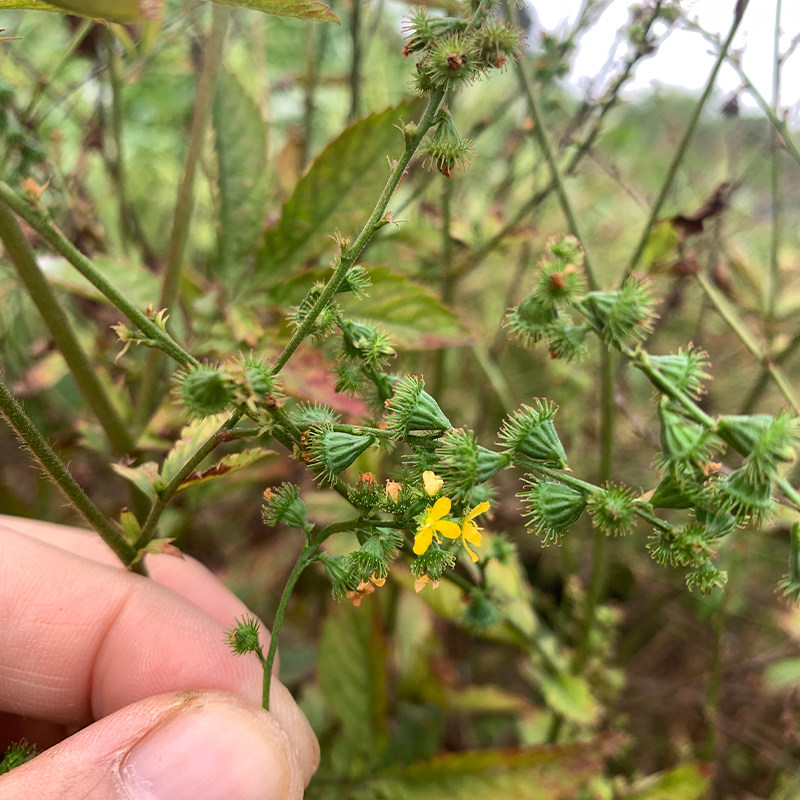 仙鹤草新种子新种籽龙牙草狼牙草肾草发芽率高批发零售