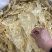 花胶鲶鱼胶青白鲈片土鳘胶胶质软糯口感佳酒店椰子鸡专用鱼胶