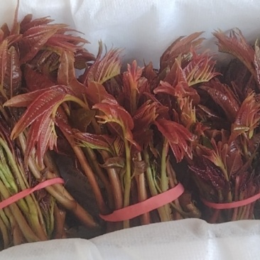 大棚头茬红油香椿上市中，欢迎各位老板来撩。
