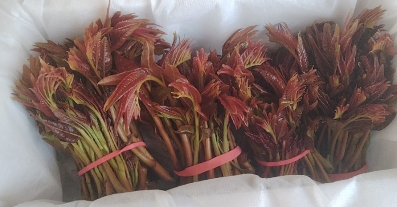 大棚头茬红油香椿上市中，欢迎各位老板来撩。