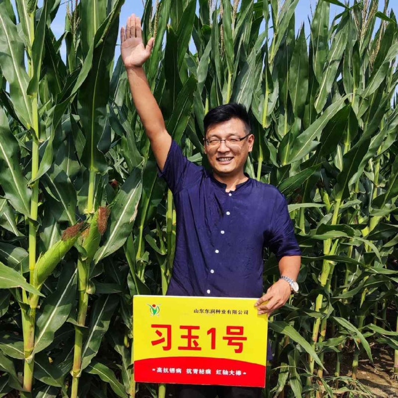 高抗锈病抗茎腐病抗穗腐病粉红轴大棒习玉一号