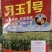 高抗锈病抗茎腐病抗穗腐病粉红轴大棒习玉一号