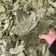 正宗国产香叶特绿精品大量供应全国发货