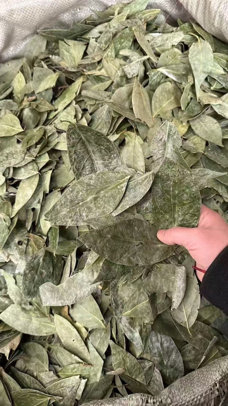 正宗国产香叶特绿精品大量供应全国发货