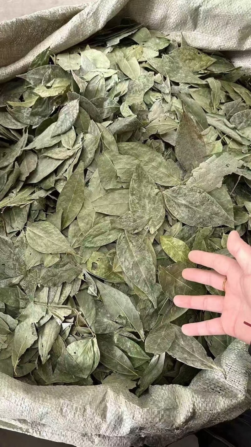 正宗国产香叶特绿精品大量供应全国发货