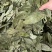 正宗国产香叶特绿精品大量供应全国发货