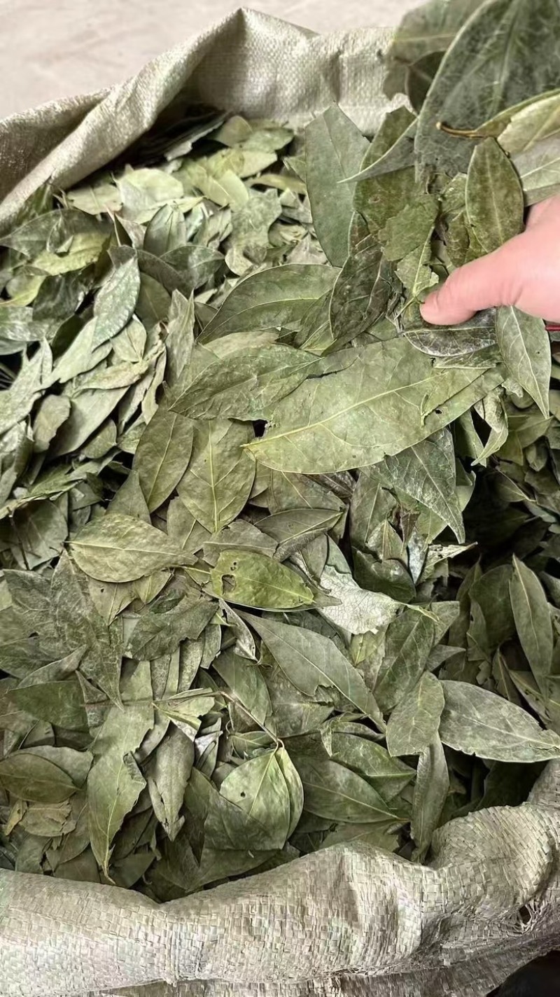 正宗国产香叶特绿精品大量供应全国发货